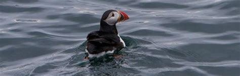 Puffin tour season has started - lakitours.com