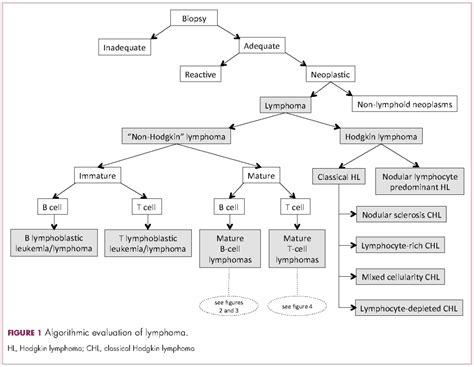 Non Hodgkin Lymphoma Types / Non Hodgkins Lymphoma Armando Hasudungan ...