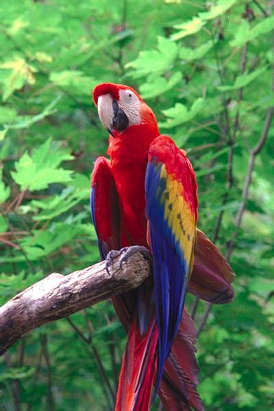 Scarlet Macaw