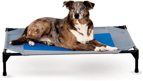 The 5 Best Elevated Dog Beds for Large Breeds - DogVills