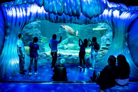 立即参观 Sydney Aquarium | SEA LIFE Sydney