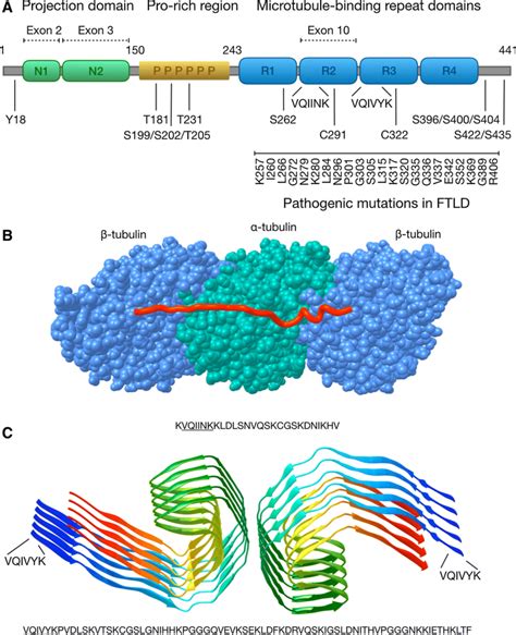 Mechanisms of secretion and spreading of pathological tau protein | SpringerLink