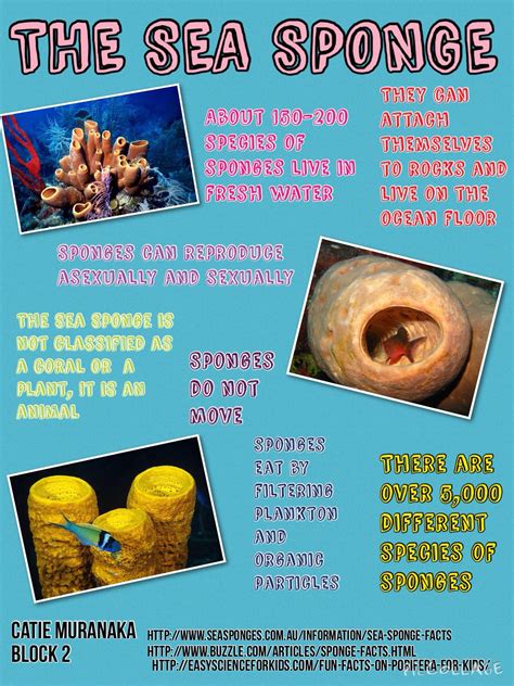 The Sea Sponge infographic | Sea sponge, Animal facts, Fresh water