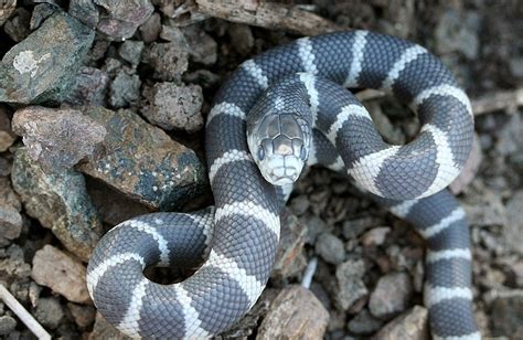 Animal A Day!: Common Kingsnake