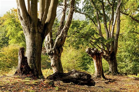 Ancient Woodland Photograph by Gary Rayner - Pixels