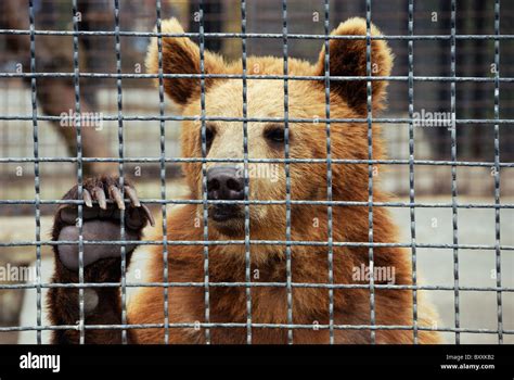 Sad Animals In Zoo Cages