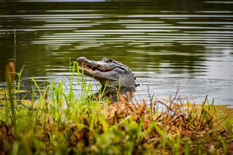 Alligator Performs 'Water Dance' For Nearby Gators in Fascinating Video - Newsweek