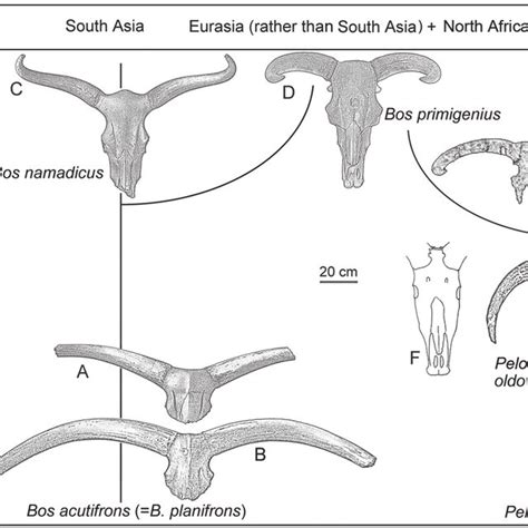 Evolution of Bos lineage: explained by two hypotheses and key fossils... | Download Scientific ...