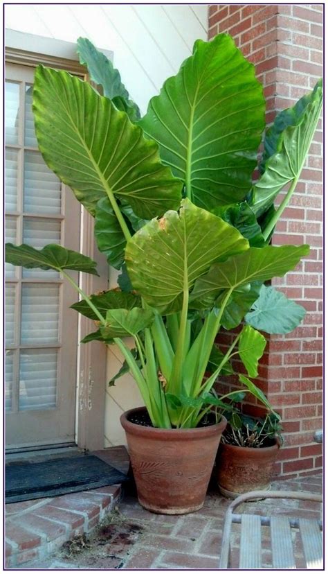 Stunning Front Porch Container Gardening | Plant Alocasia - 'Calidora ...