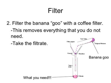 Banana dna lab isolating dna from a banana activity