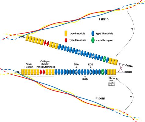 Structure of fibronectin. Fibronectin is a dimer made of two 250-kDa ...