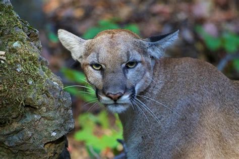 Southern California's Mountain Lions Typically Avoid Residential Areas