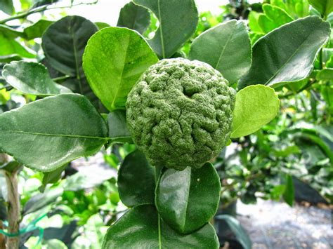 Daleys Fruit Tree Blog: Buy a Kaffir Lime Fruit Tree to get Leaves for a Curry