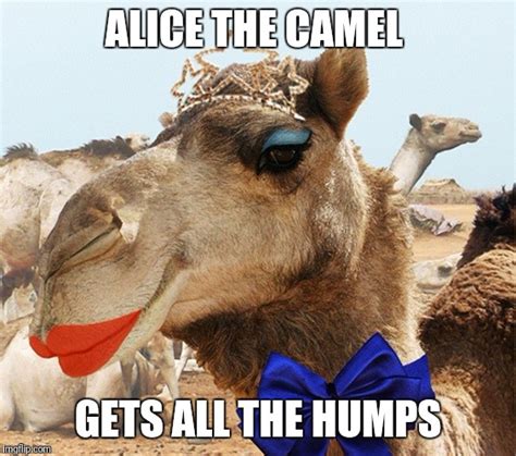 Funny Camel Meme