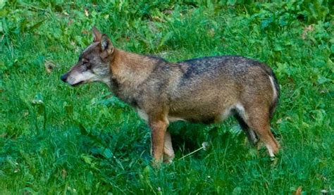 Italian Wolf - Facts, Diet, Size & Habitat Information