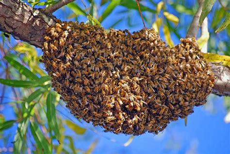 Honey Bee Swarms | Irvine Nature Center