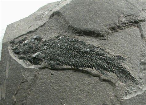 Devonian Fossil Fish Osteolepis macrolepidotus Tetrapod Ancestor ...