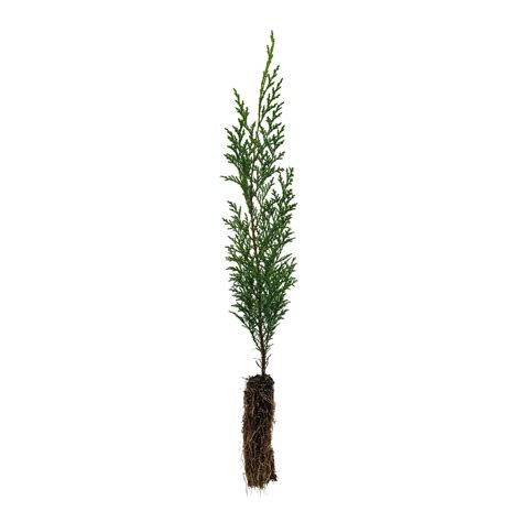 Port Orford Cedar | Small Tree Seedling – The Jonsteen Company