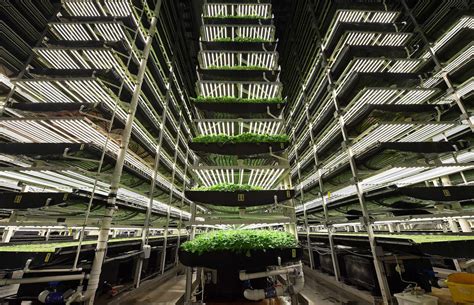 Is Indoor Agriculture the Future of Farming? – BRINK – Conversations and Insights on Global Business