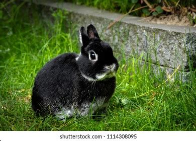 Dwarf Rabbit: Over 10,067 Royalty-Free Licensable Stock Photos | Shutterstock