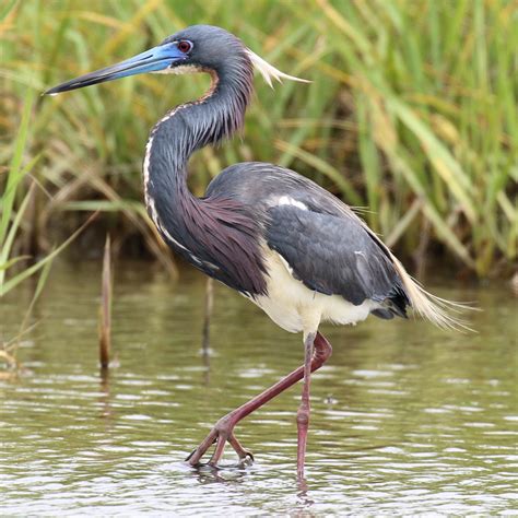 Tricolored Heron Photo Gallery – Be Your Own Birder