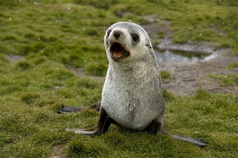 Barking Fur Seal in Light Snow Fall Stock Photo - Image of innocence ...