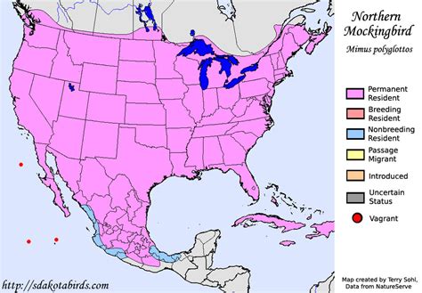 Northern Mockingbird - Species Range Map