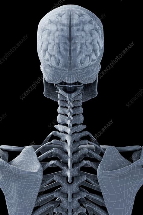 The Brain within the Skeleton, artwork - Stock Image - C020/0874 - Science Photo Library