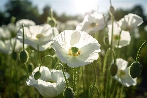 White Poppy Flower Meaning, Symbolism & Spiritual Significance ...