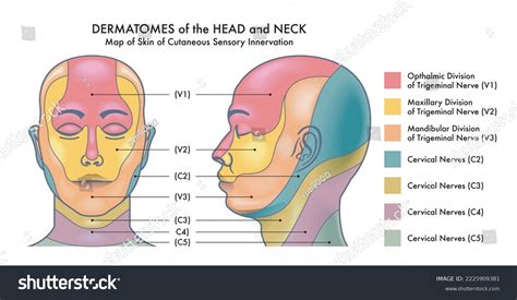 Medical Diagram Dermatomes Head Neck Stock Illustration 2225909381 | Shutterstock