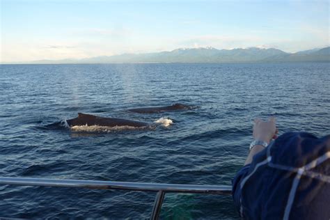 Whale Watching in Victoria, BC - Solemate Adventures