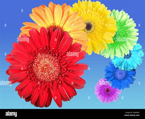 Arcoiris flor de la vida fotografías e imágenes de alta resolución - Alamy