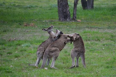 HD wallpaper: 3 male kangaroos fighting, grass, plant, animal themes, group of animals ...