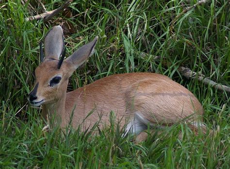 Antelope - Steenbok Information for Kids