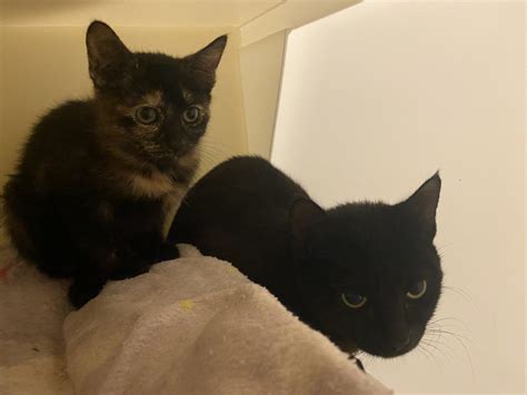 Young Cat and her Kitten Abandoned in Pet Carrier Outside RSPCA Centre ...