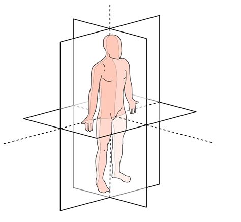 Anatomical Planes/Axis Diagram | Quizlet