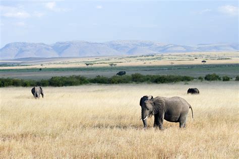 Mara Triangle in Maasai Mara - Tours and Activities | Expedia