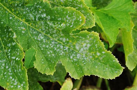 Powdery Mildew Prevention & Management - Batang Tabon