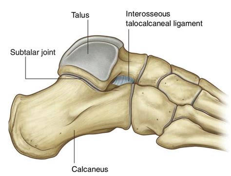 Talocalcaneal Ligament – Earth's Lab