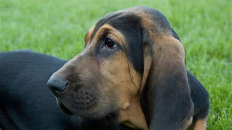 Bloodhound Shedding A Lot