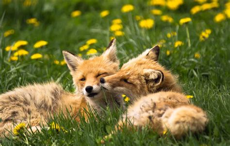 Wallpaper animals, summer, grass, nature, Fox, dandelions images for desktop, section животные ...