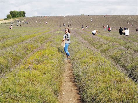 Hitchin Lavender | A Belly Full of Words