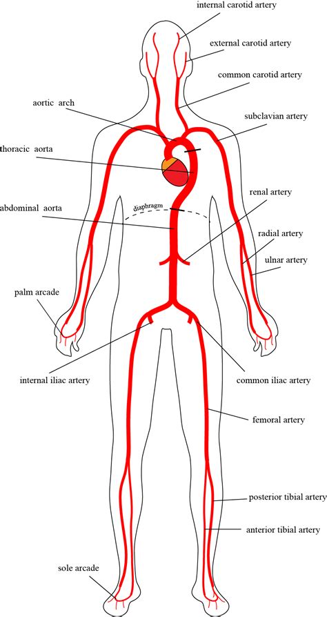 B.5.1. The Arteries – BasicPhysiology.org