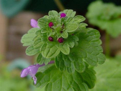 PlantFiles Pictures: Henbit, Deadnettle (Lamium amplexicaule) by nifty413