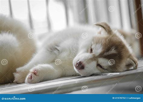 Puppy sleep stock photo. Image of tongue, happy, winter - 41578752