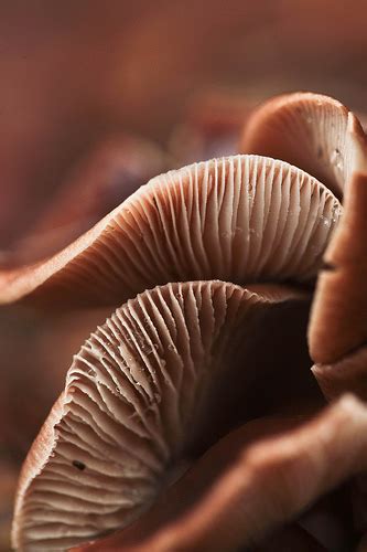 Fungi and Mushroom Photography Tips | Discover Digital Photography