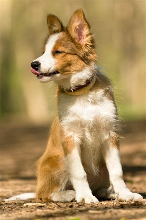 Sable border collie puppy stock image. Image of purebred - 19491807