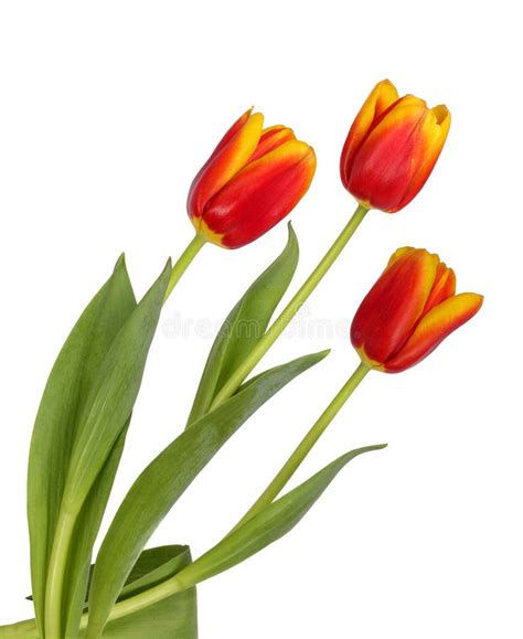 Three Beautiful Red and Yellow Tulips Stock Photo - Image of beautiful ...