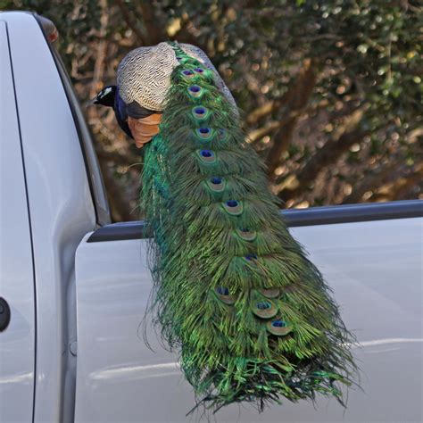 Pictures and information on Indian Peafowl