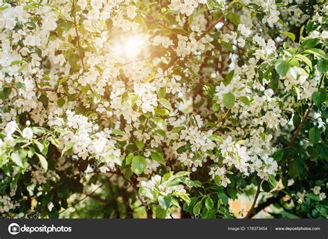 Almond trees in bloom in the Retiro park in Madrid, Spain, in the sunlight — Stock Photo ...